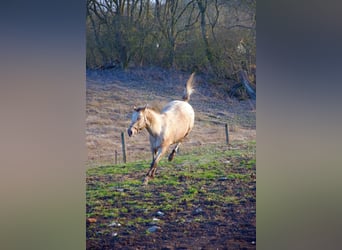 Appaloosa, Ogier, 15 lat, 165 cm, Kasztanowatodereszowata
