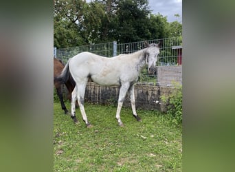Appaloosa, Ogier, 1 Rok, 155 cm, Biała