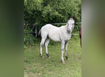 Appaloosa, Ogier, 1 Rok, 155 cm, Biała