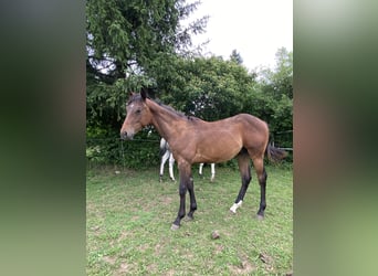 Appaloosa, Ogier, 1 Rok, 155 cm, Jelenia