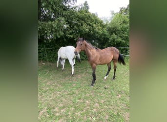 Appaloosa, Ogier, 1 Rok, 155 cm, Jelenia