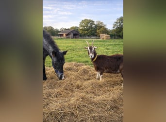 Appaloosa, Ogier, 1 Rok, 160 cm