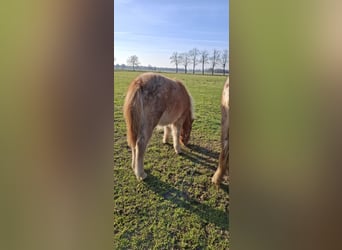 Appaloosa, Ogier, 1 Rok, 90 cm, Tarantowata