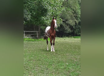 Appaloosa, Ogier, 2 lat, 155 cm
