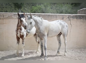 Appaloosa Mix, Ogier, 2 lat, 160 cm, Kasztanowatodereszowata
