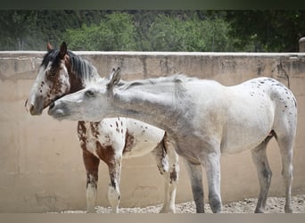 Appaloosa Mix, Ogier, 2 lat, 160 cm, Kasztanowatodereszowata