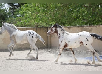 Appaloosa Mix, Ogier, 2 lat, 160 cm, Kasztanowatodereszowata
