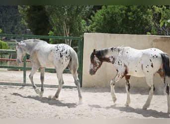 Appaloosa Mix, Ogier, 2 lat, 160 cm, Kasztanowatodereszowata