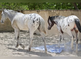 Appaloosa Mix, Ogier, 2 lat, 160 cm, Kasztanowatodereszowata