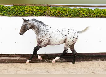 Appaloosa, Ogier, 2 lat, 162 cm, Tarantowata