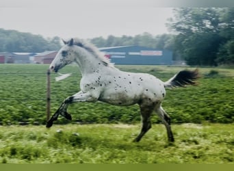 Appaloosa, Ogier, 2 lat, 170 cm, Tarantowata