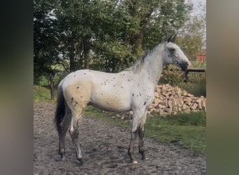 Appaloosa, Ogier, 2 lat, 170 cm, Tarantowata