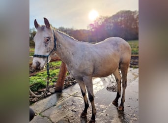 Appaloosa, Ogier, 3 lat, 151 cm, Biała
