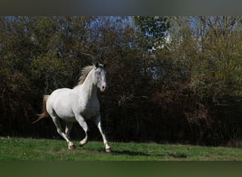 Appaloosa, Ogier, 3 lat, 154 cm, Tarantowata