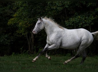 Appaloosa, Ogier, 3 lat, 154 cm, Tarantowata