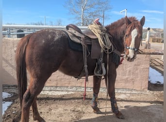 Appaloosa, Ogier, 4 lat, 142 cm, Cisawa