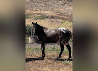 Appaloosa, Ogier, 4 lat, 154 cm, Kara