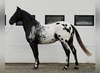 Appaloosa, Ogier, 4 lat, 157 cm, Tarantowata