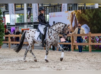 Appaloosa, Ogier, 6 lat, 143 cm, Tarantowata