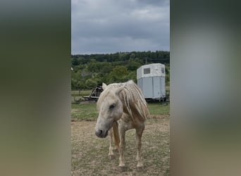 Appaloosa Mix, Ogier, 6 lat, 145 cm, Tarantowata