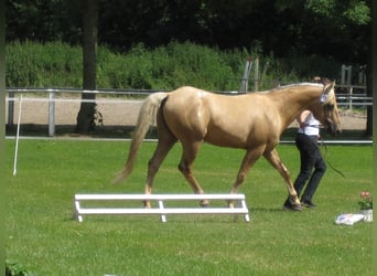 Appaloosa, Ogier, 21 lat, 154 cm, Izabelowata