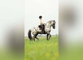 Appaloosa Mix, Ogier, 15 lat, 165 cm