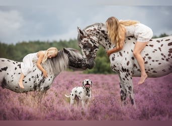 Appaloosa Mix, Ogier, 15 lat, 165 cm