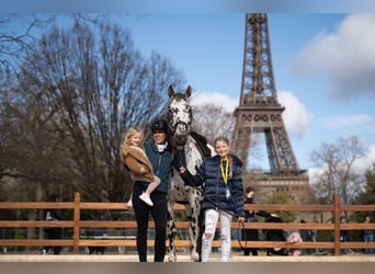 Appaloosa Mix, Ogier, 15 lat, 165 cm