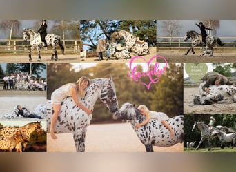 Appaloosa Mix, Ogier, 15 lat, 165 cm