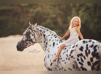 Appaloosa Mix, Ogier, 15 lat, 165 cm