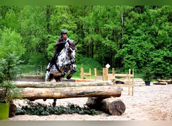 Appaloosa Mix, Ogier, 15 lat, 165 cm