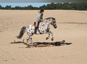 Appaloosa Mix, Ogier, 15 lat, 165 cm