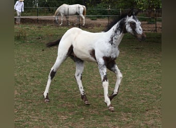 Appaloosa, Ogier, Źrebak (04/2025), 155 cm, Biała