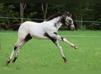Appaloosa, Ogier, Źrebak (04/2025), 155 cm, Biała