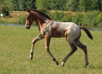 Appaloosa, Ogier, Źrebak (05/2023), 155 cm, Gniada