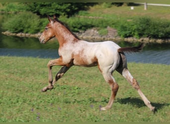 Appaloosa, Ogier, Źrebak (05/2023), 155 cm, Gniada