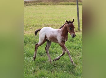 Appaloosa, Ogier, Źrebak (05/2023), 155 cm, Gniada