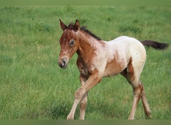 Appaloosa, Ogier, Źrebak (05/2023), 155 cm, Gniada