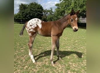 Appaloosa, Ogier, Źrebak (04/2026), 155 cm, Tarantowata