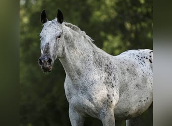 Appaloosa, Ogier, Źrebak (04/2026), 155 cm, Tarantowata