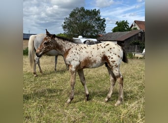 Appaloosa, Ogier, Źrebak (03/2026), 155 cm, Tarantowata