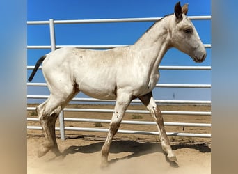 Appaloosa, Ogier, Źrebak (06/2025), 165 cm, Kasztanowata