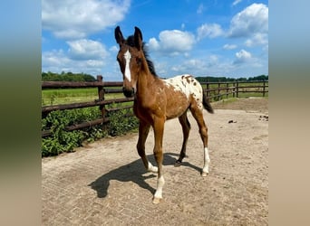 Appaloosa, Ogier, Źrebak (05/2025), 170 cm