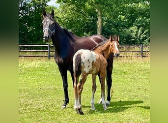 Appaloosa, Ogier, Źrebak (05/2025), 170 cm