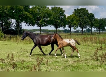Appaloosa, Ogier, Źrebak (05/2025), 170 cm
