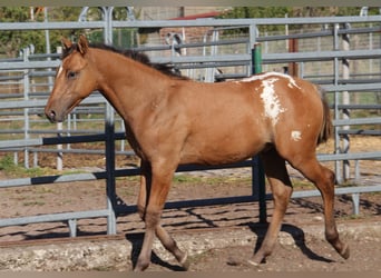 Appaloosa, Ogier, Źrebak (03/2026), Gniada