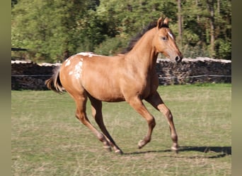 Appaloosa, Ogier, Źrebak (03/2026), Gniada