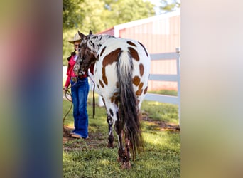Appaloosa, Ruin, 10 Jaar, 135 cm, Donkere-vos