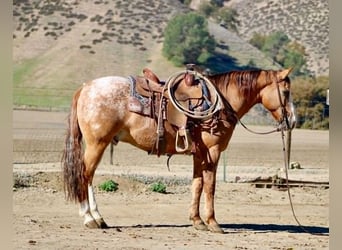 Appaloosa, Ruin, 10 Jaar, 150 cm, Falbe