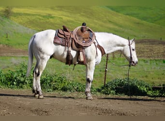Appaloosa, Ruin, 10 Jaar, 150 cm, Schimmel